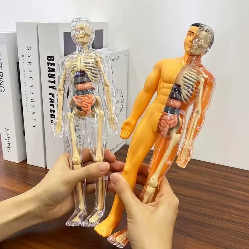 3D Human Anatomy Model - Image 2