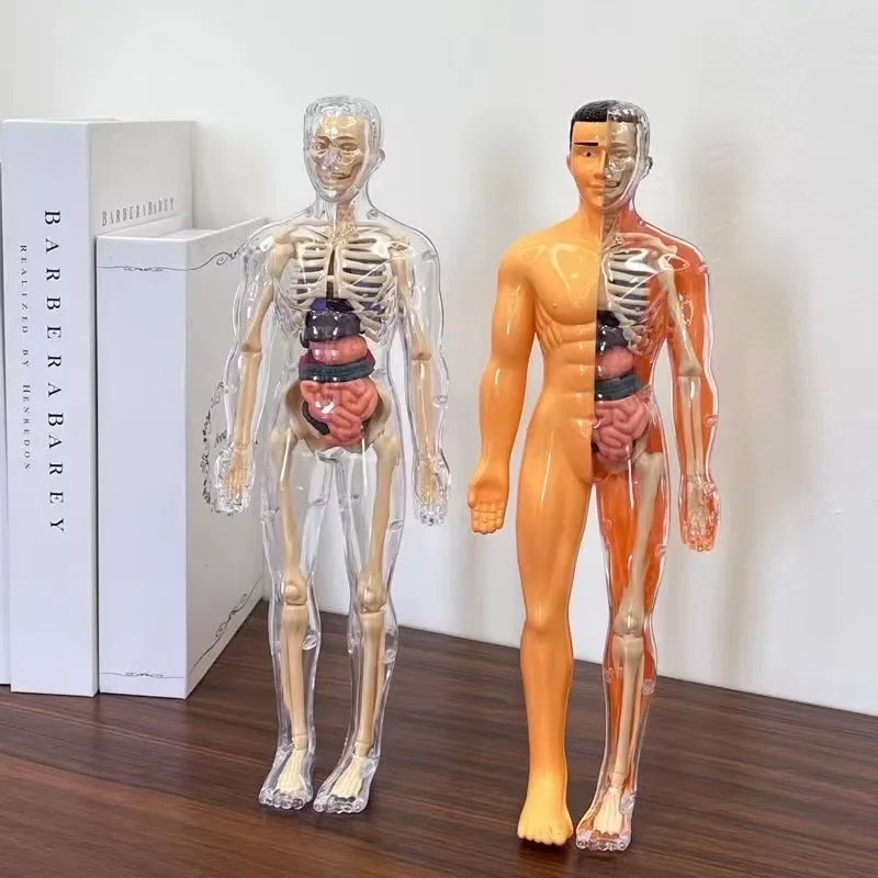 3D Human Anatomy Model - Image 4