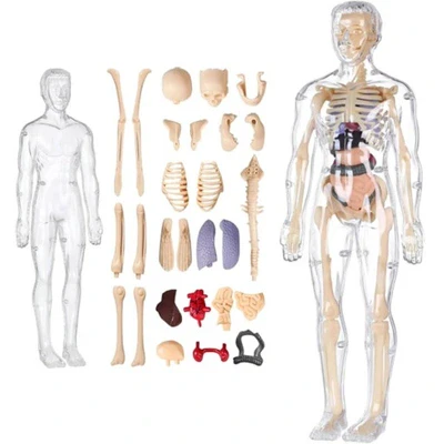 3D Human Anatomy Model - Image 5