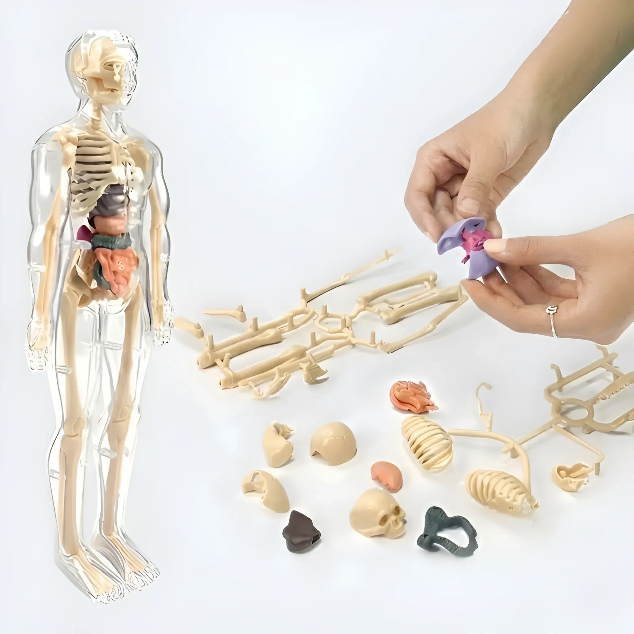 3D Human Anatomy Model - Image 8