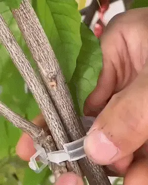 Plant Support Clips - Image 9