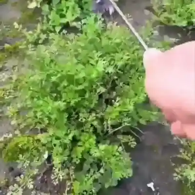WeedWizard™ Garden Weed Puller - Image 6